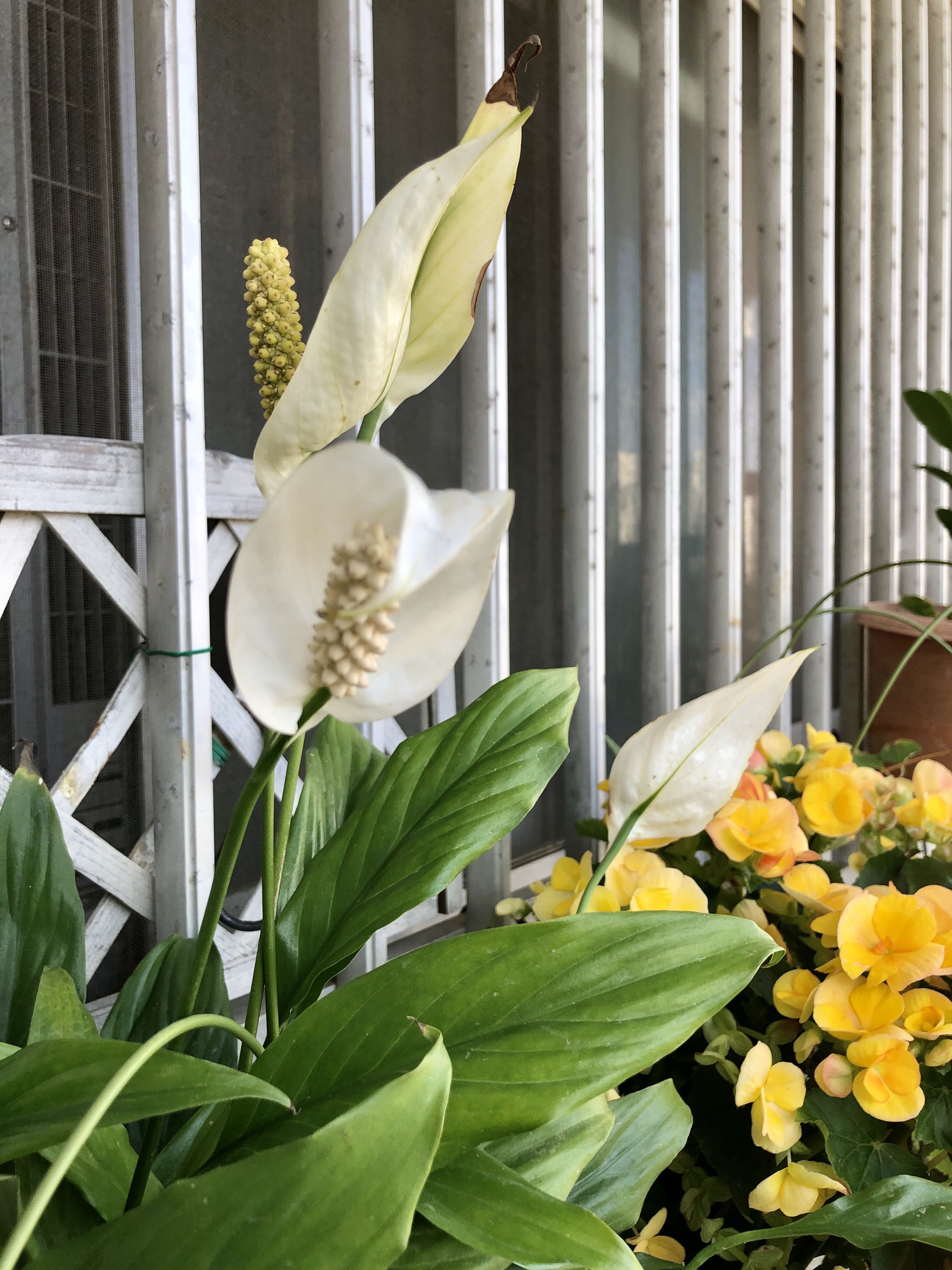 Spathiphyllum 不思議な花 スパティフィラム ミニ ぽっぽやのむすめのブログ 楽天ブログ