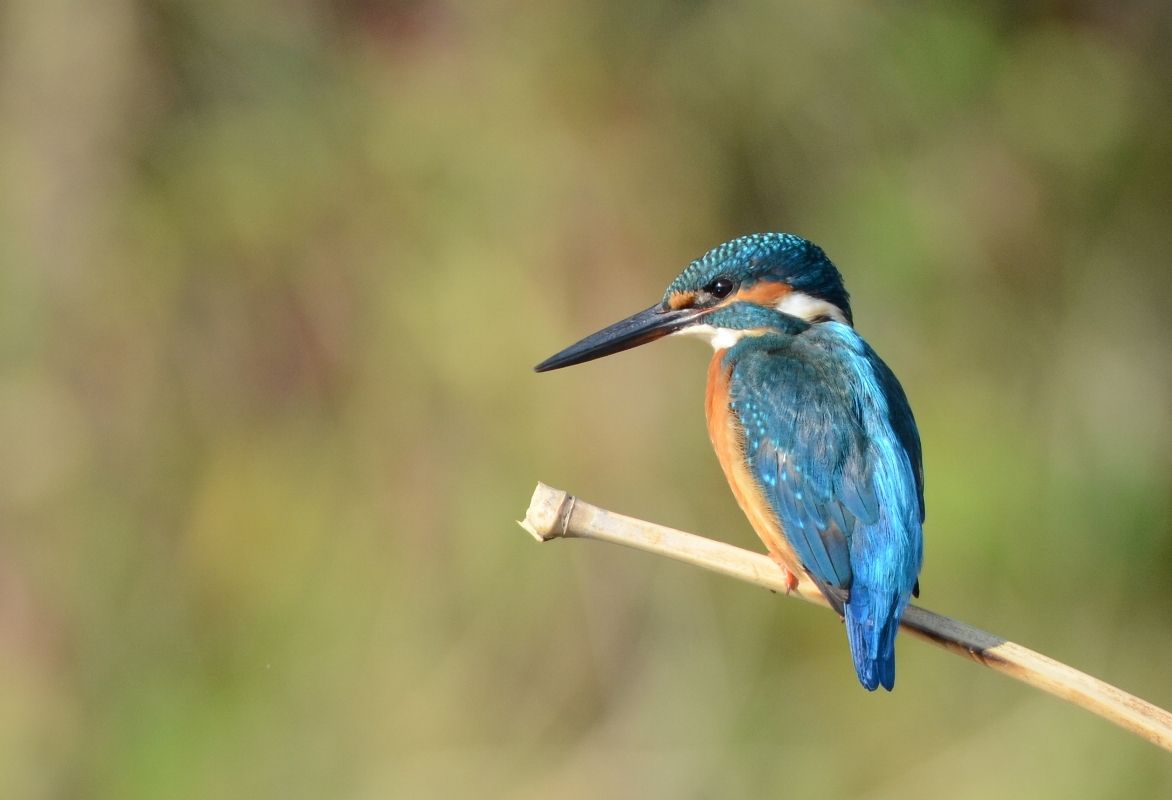 カワセミさん | まみきびのブログ - 楽天ブログ