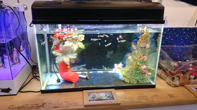 2015-12-20 17.32.06.jpg