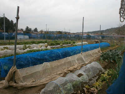 new_PC232724畑全景.jpg
