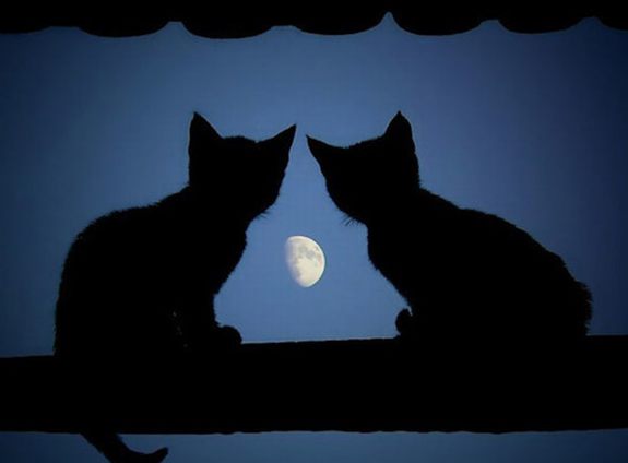 画像はイメージです