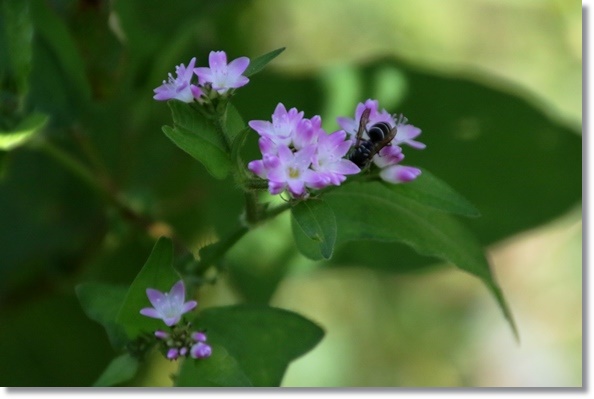 鳥越-6 ミゾソバ-1 15.10.14