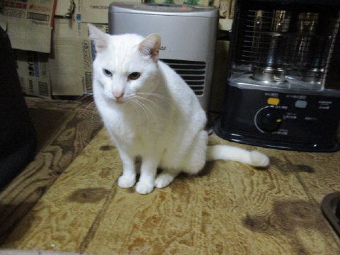 16a2451.jpg
