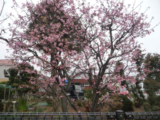 455 河津桜