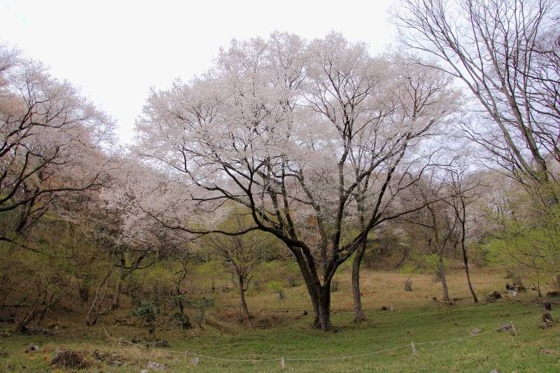 黒川桜の森_002逆光.jpg