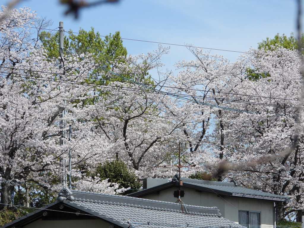 岡山県 早島公園のサクラ てっちゃんのフォトだよりでーブログ 楽天ブログ
