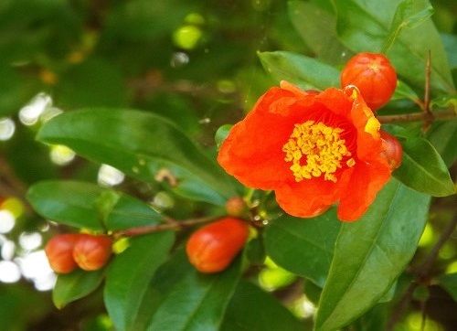 ザクロの花に成長過程の果実が 気ままな生活 楽天ブログ