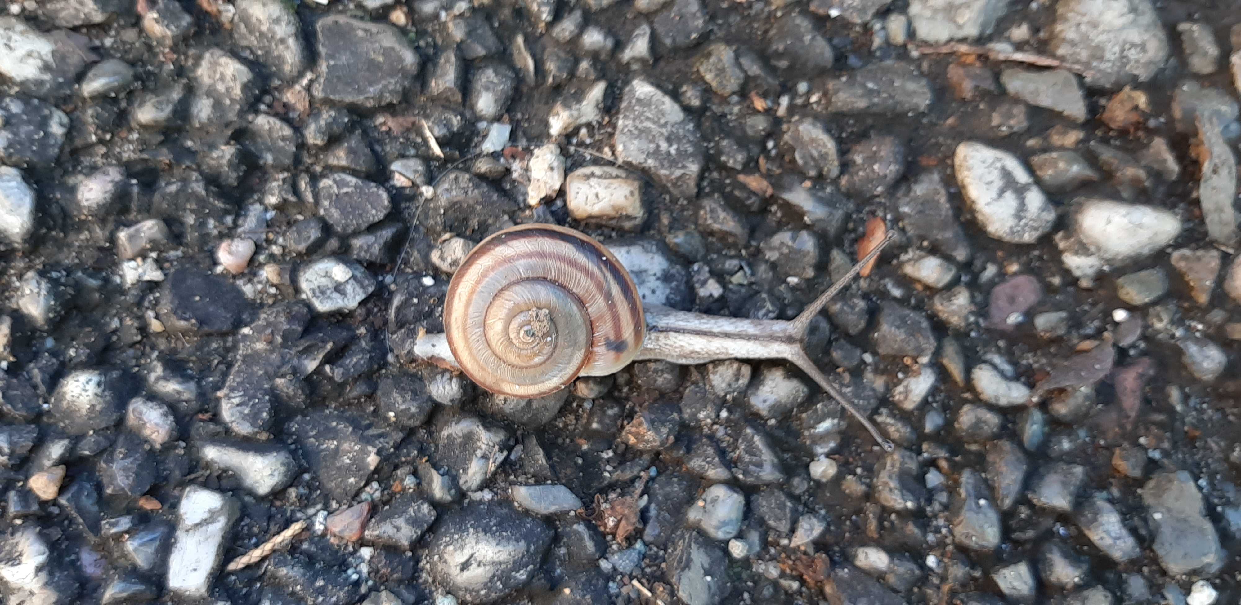 街角ウォッチング ４７ Ryan Planning By 明石屋 楽天ブログ