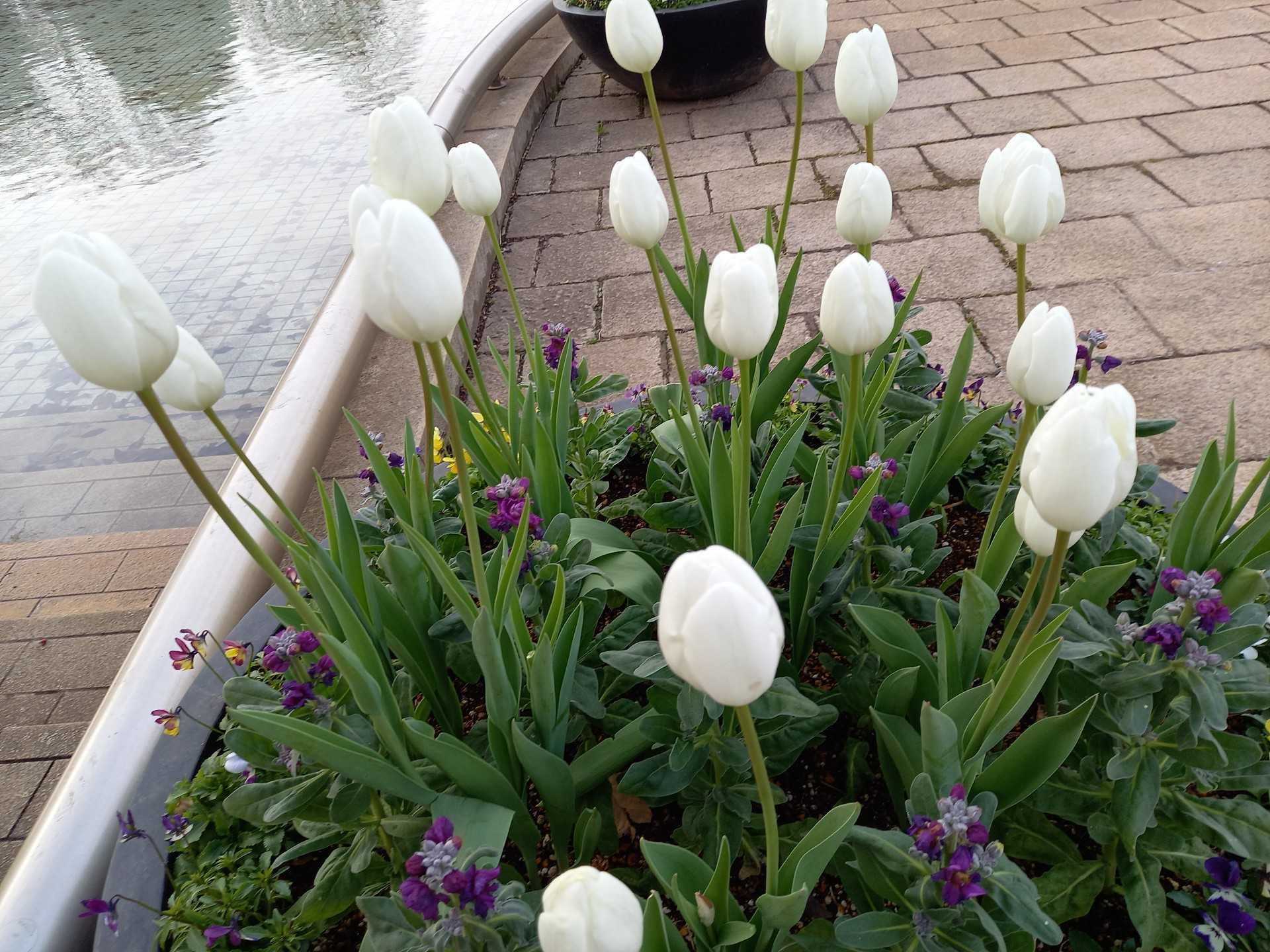 アンデルセン公園の冬の花 山への情熱 音楽への愛 楽天ブログ