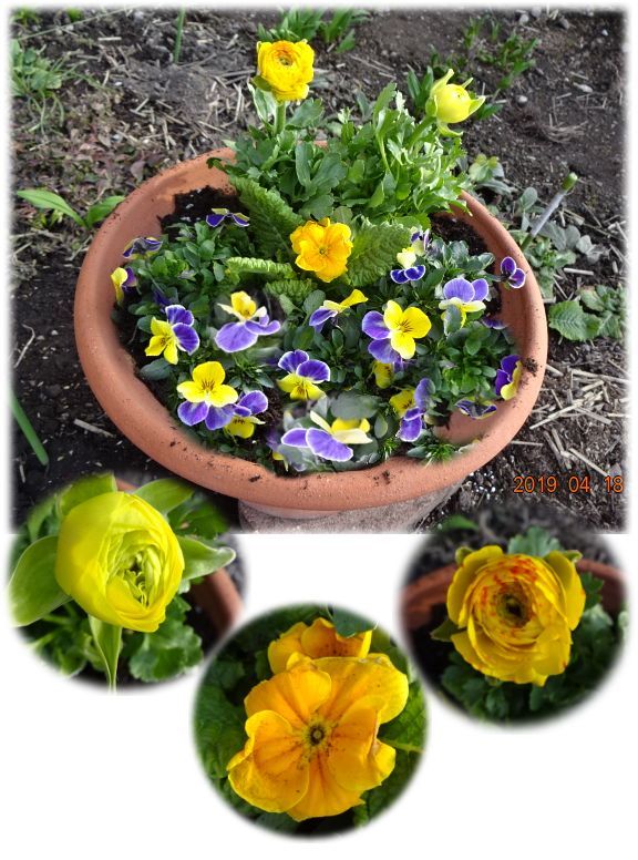 ラナンキュラスとビオラの寄せ植え プシュキア プルモナリア 小さな花宇宙 そして それから 老いふたりの小宇宙 楽天ブログ