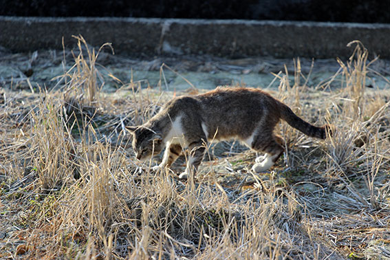 我が家のニャンコ♪2014/05/23-2