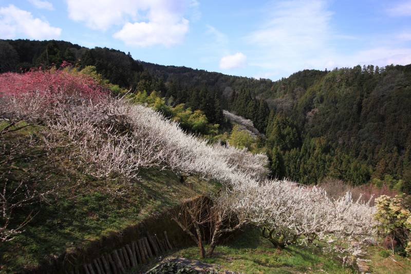 広橋梅林_004.jpg