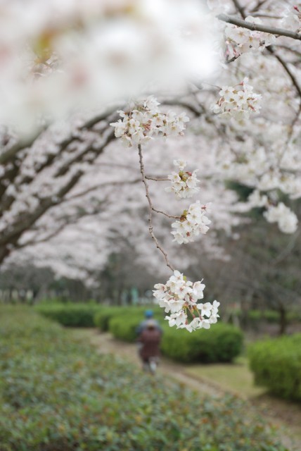 桜並木