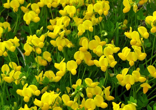 黄色の元気なマメ科のお花 ♪ | ジュラのお散歩花日記 - 楽天ブログ