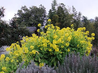 DSCF2835.jpg