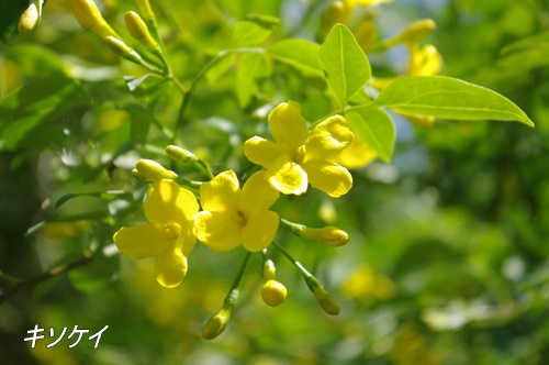 フラワーセンター大船植物園にて