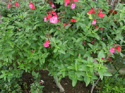 チェリーセージ