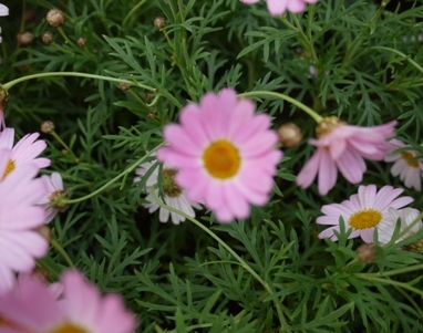 マーガレット３