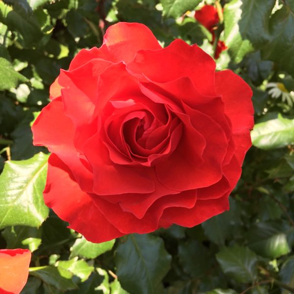 rblog-20170521202036-03.jpg