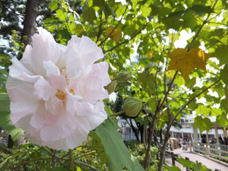 Flower148