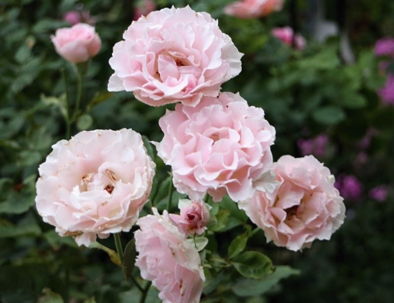 ラ マリエ バラと可愛い花たち 楽天ブログ
