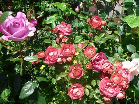 071.JPG