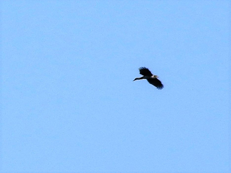 飛んでる鳥さん 野鳥とあかり 楽天ブログ