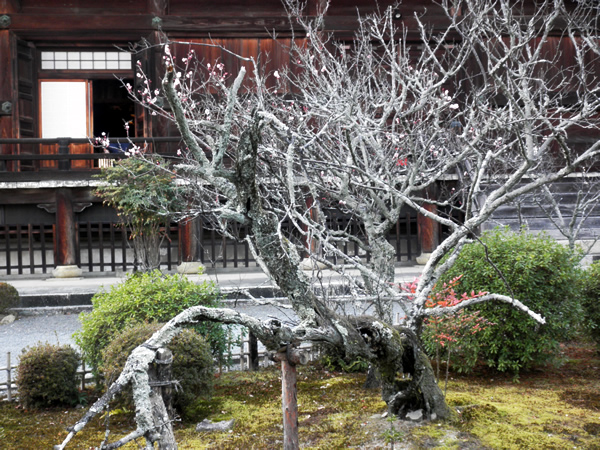 seiryoji-10
