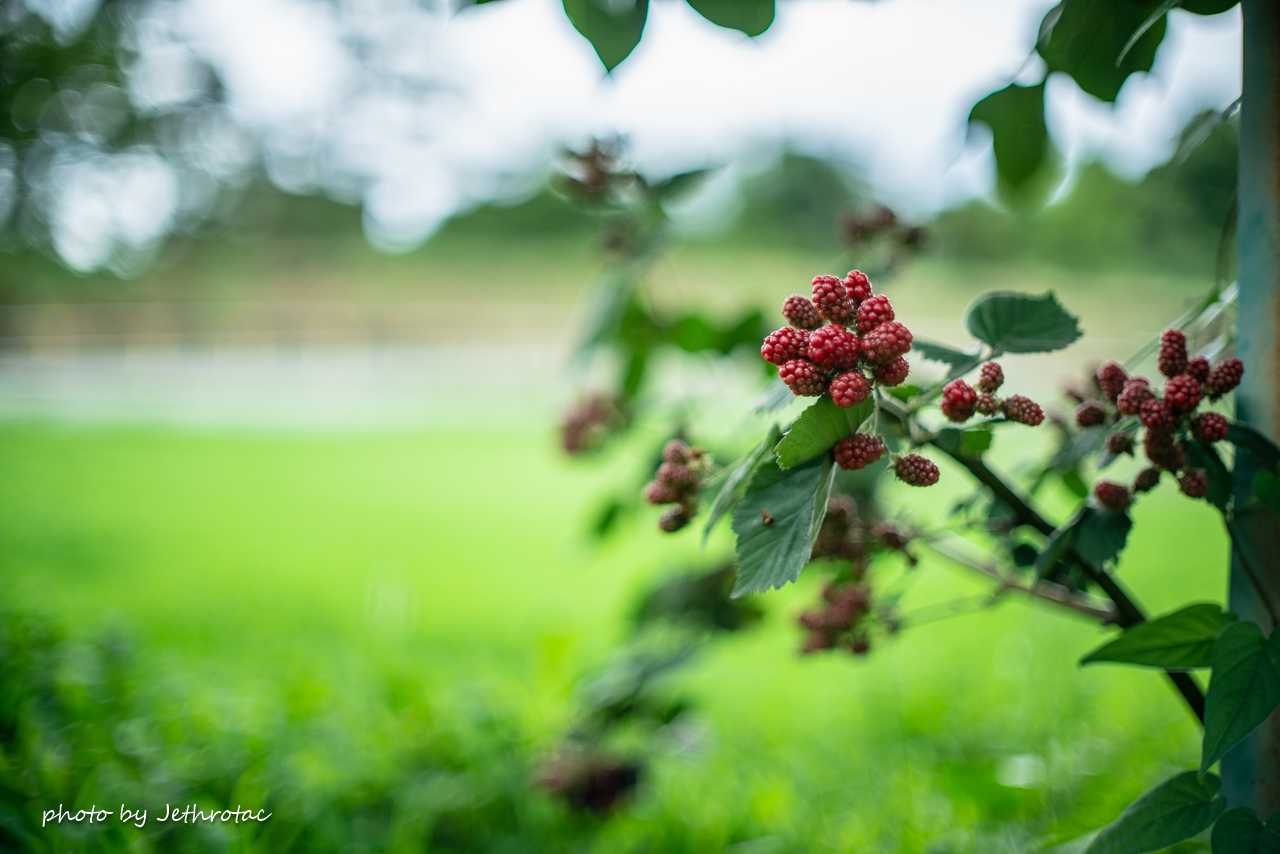 MC ROKKOR-PG 50mm F1.4」系譜を外さない描写、かな... | ♡ With My Cobby - 楽天ブログ