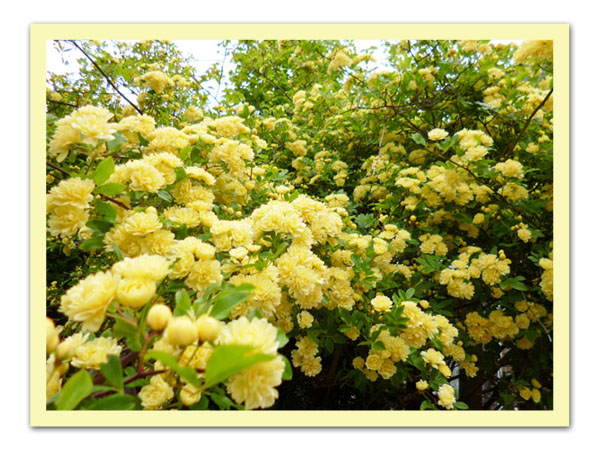 満開の木香薔薇 