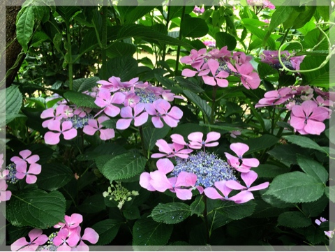 横浜イングリッシュガーデン