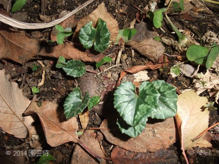 Cyclamen hederifolium 20141223