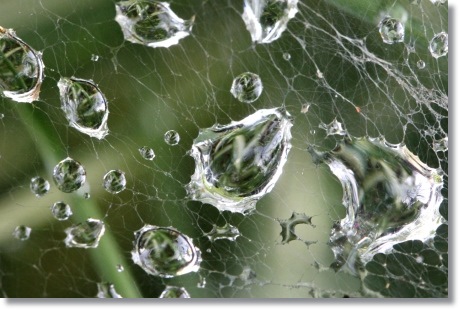 自宅の庭-4 水滴-4 14.5.27