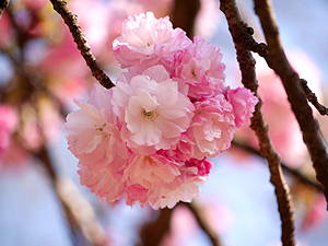 桜