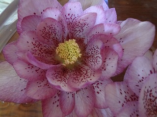 DSC00042.jpg