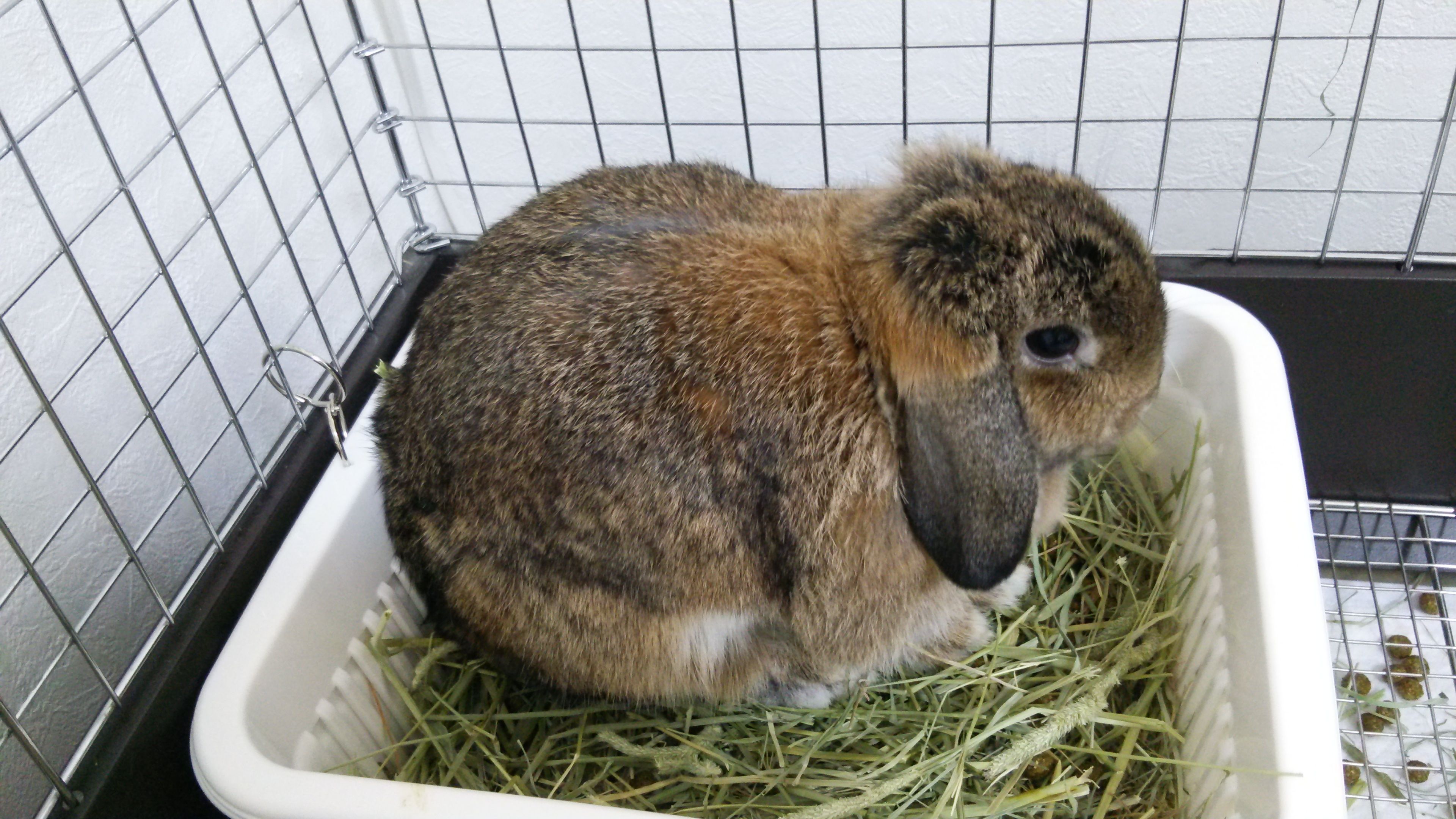 ハゲライン つきちゃん ひーちゃん なぁに 楽天ブログ