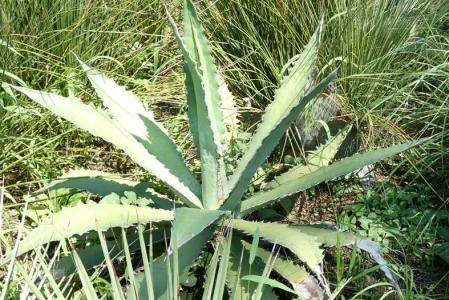 アガベ・サルミアナ・フェロックス”ベルビル”(Agave salmiana v.ferox