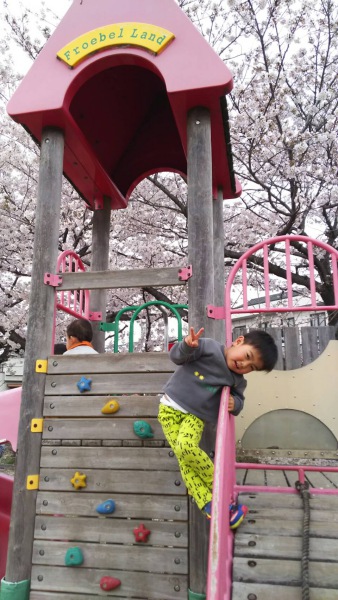 桜