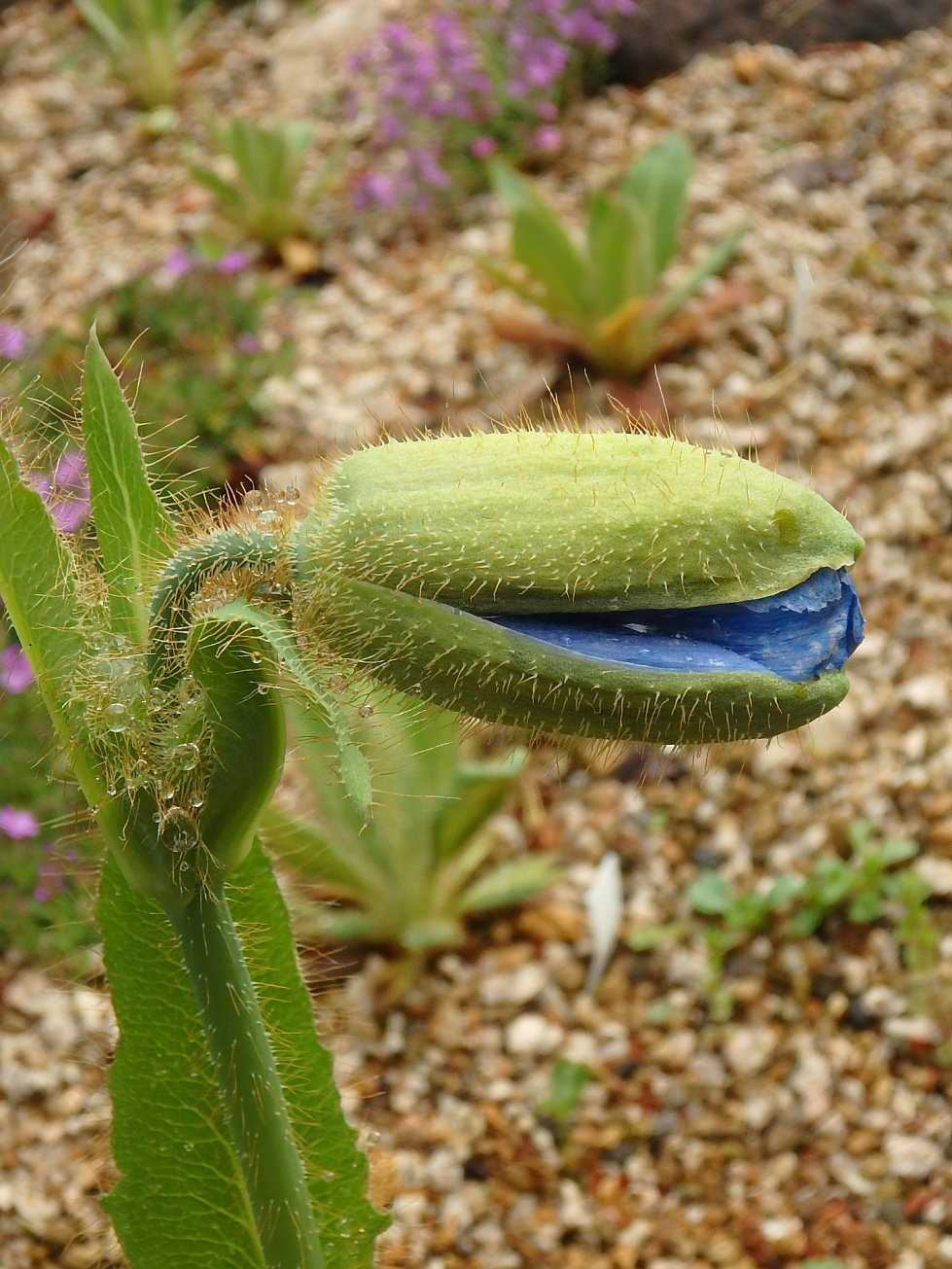 ブルーポピー 開花 海外で見た ポピー 各種 半田山植物園 ほか 楽天版じぶん更新日記 楽天ブログ