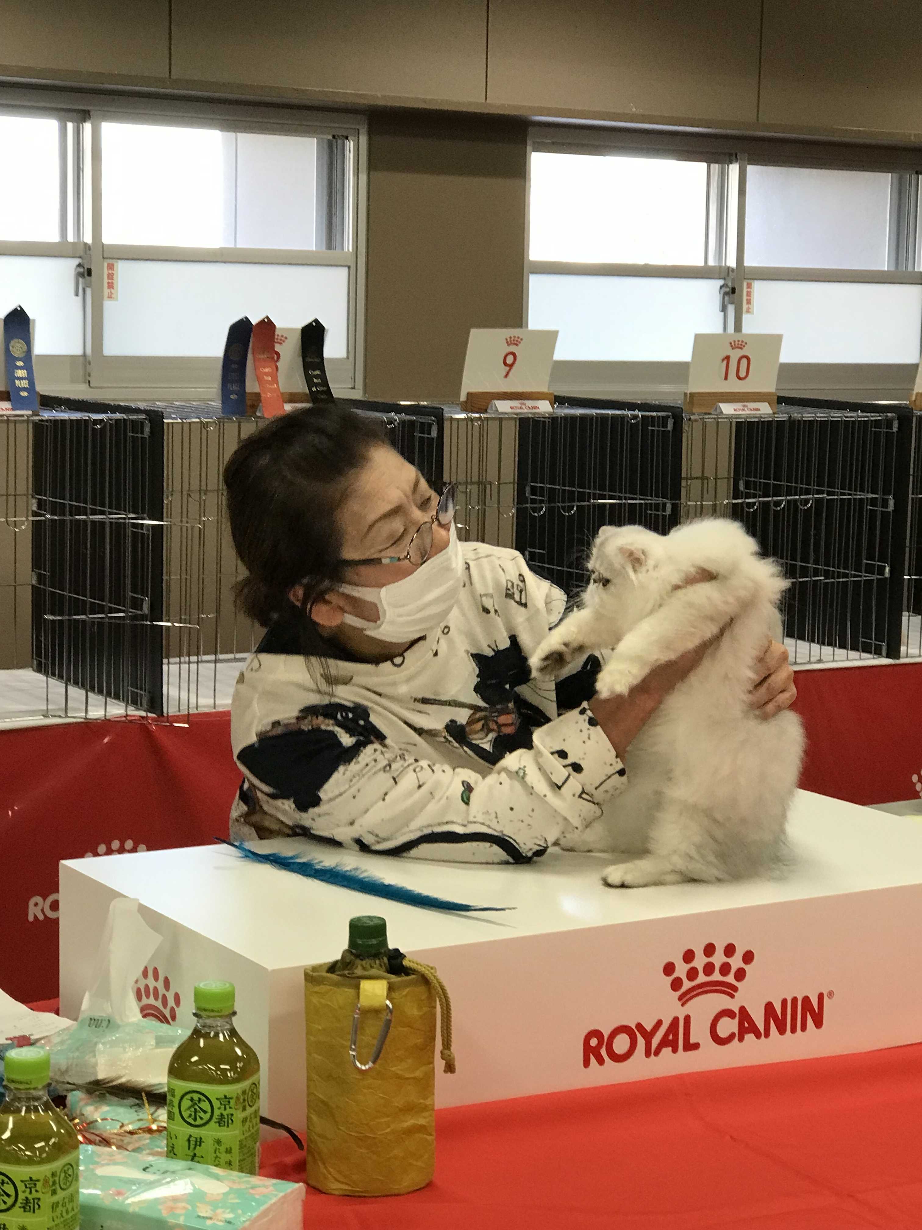 CFA Japan Regional Cat Show Cattery PETITANGEのブログ 楽天ブログ