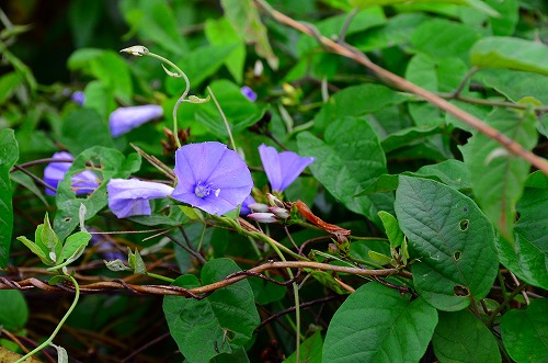 ヒルガオに似た花