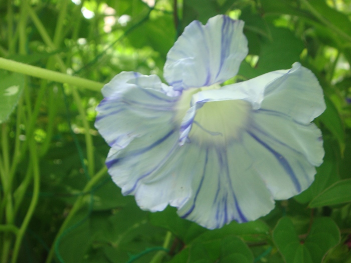 DSC09546_R.JPG