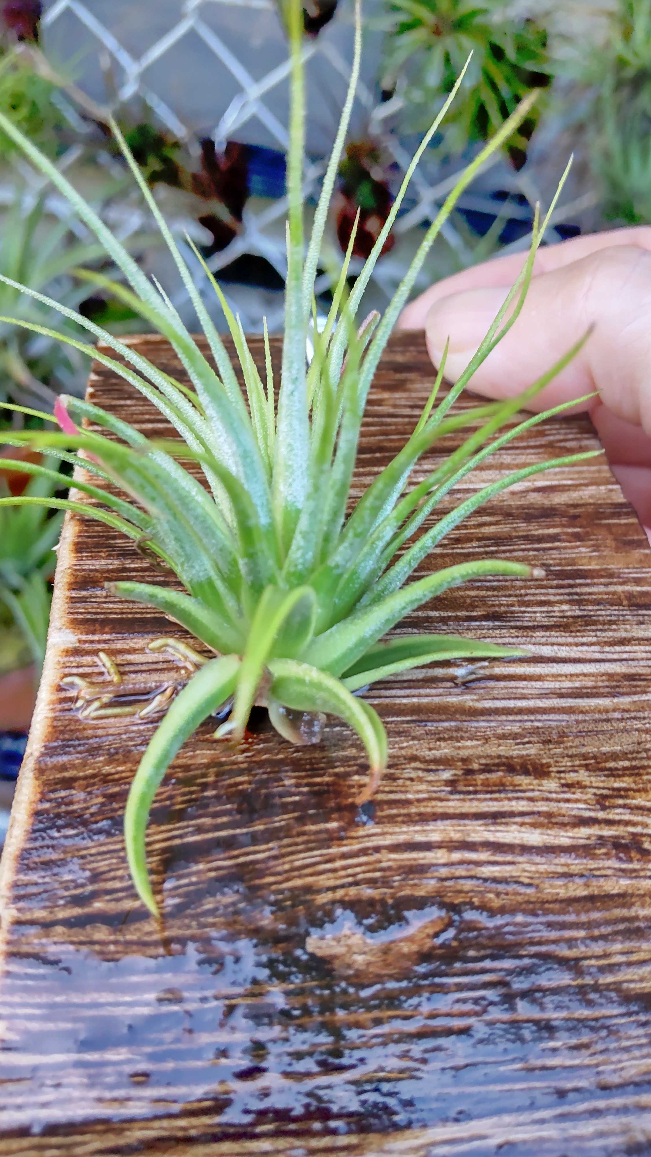 チランジア イオナンタ 4 5cm Albomarginata Ionanta Tillandsia アルボマルギナータ エアプランツ エアープランツ ティランジア レア 吊るす 希少 斑入り 珍しい 白覆輪 育て方ガイド付き 観葉植物 送料無料 Sale 37 Off アルボマルギナータ