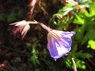 IMG_4828ss.jpg