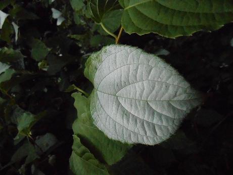 DSCN4156.jpg