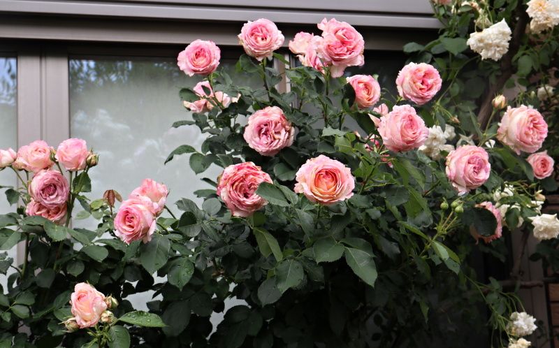 ペッシュボンボン バラと可愛い花たち 楽天ブログ
