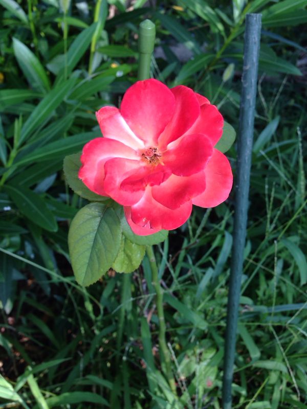 rblog-20140807090837-00.jpg