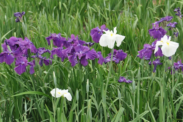 菖蒲城址、菖蒲園