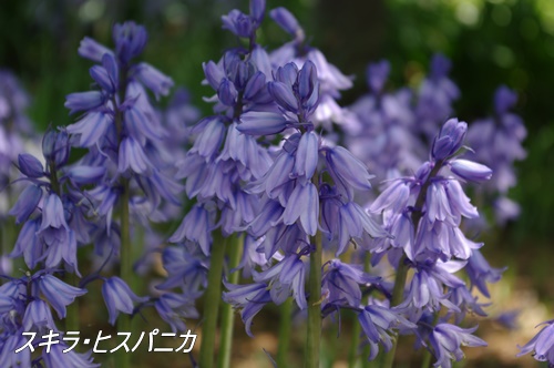 フラワーセンター大船植物園にて