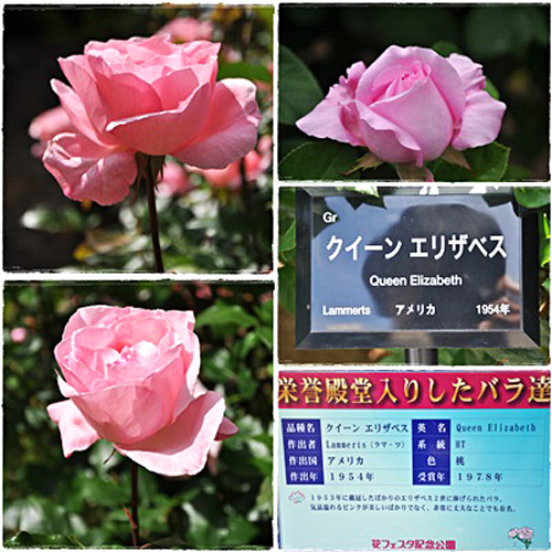 薔薇２